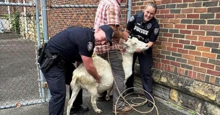 Goat on the Lam - Vimarsana News