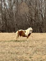 Madison County deputies reunite wayward pony with owners