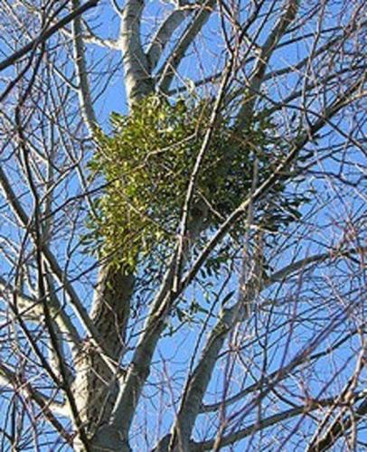 The Mistletoe Plant – How A Thieving Plant Became A Christmas Tradition!