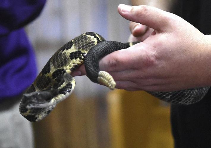 Watch: Snake slithers up chair, onto man's lap while eating at