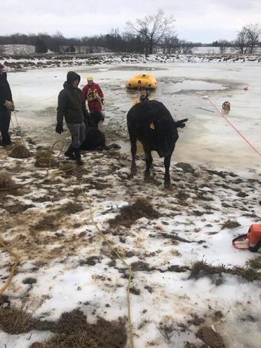 HOLY COW! Local fire departments rescue trapped bovines | News ...