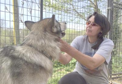 Madsocial Where The Wild Things Are Rescue Seeks To Be Haven For Wild Canine And Other Animals News Richmondregister Com