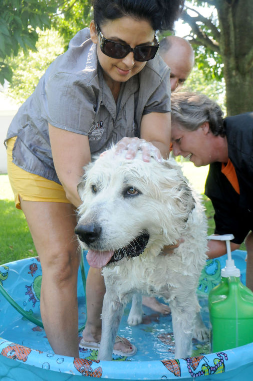 Dog days of summer Humane Society Doggie Wash pampers pups with ‘full