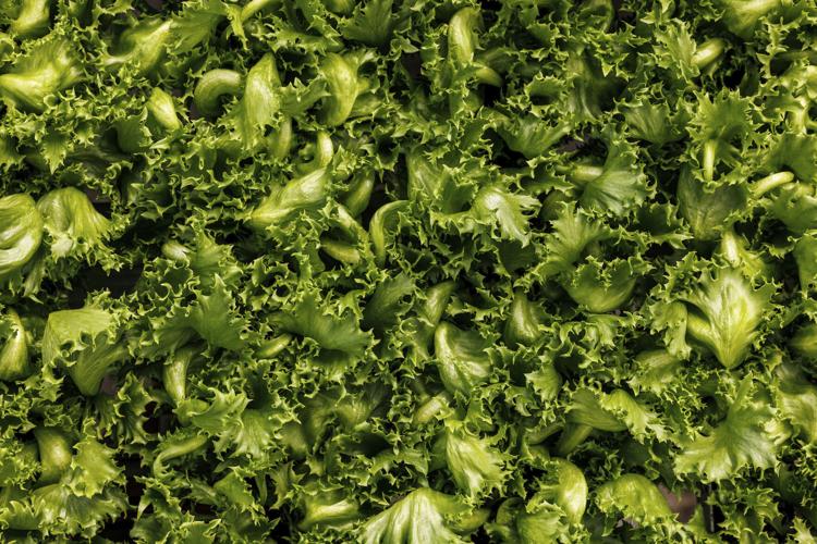 AppHarvest opens latest high tech agricultural facility ...