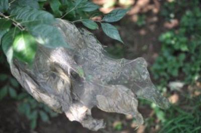 Several Caterpillars Can Bring The Web To Your Yard Community