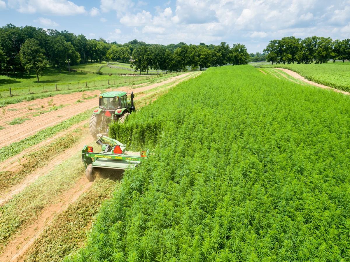 Ready to switch to hemp? Farmers plan to grow fewest burley ...