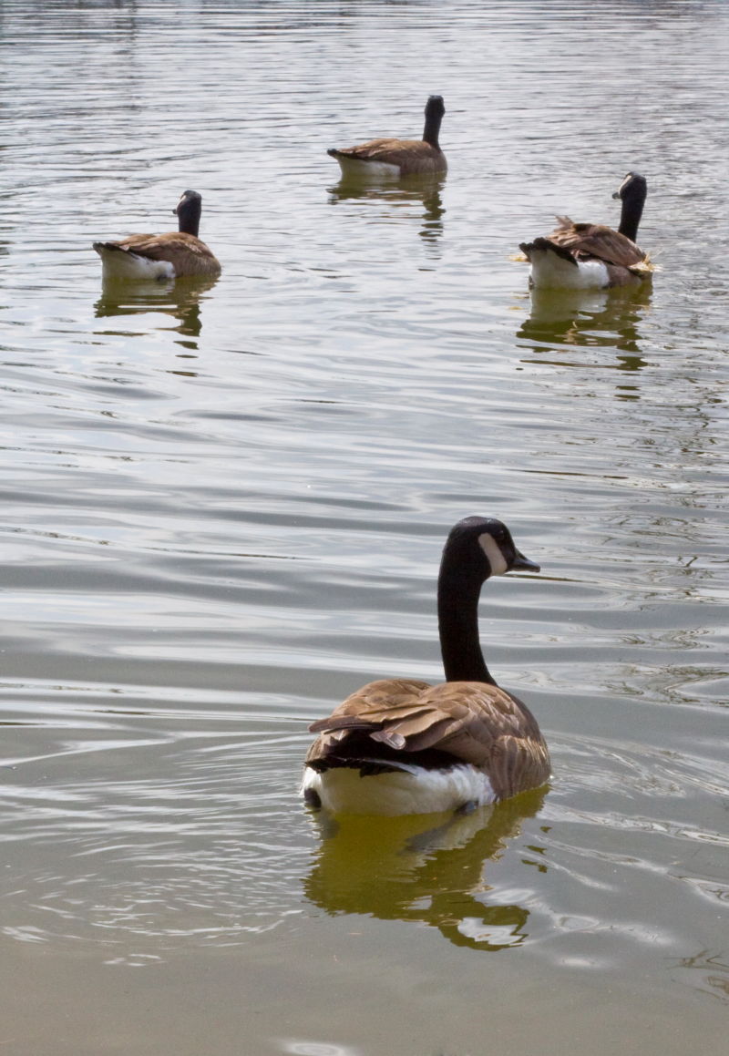 Waterfowl season promising, but need some cold weather News
