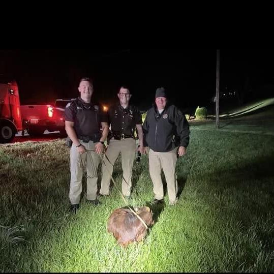 Calf of Duty: Madison County Sheriff's Office chase down a calf in the area of Barnes Mill and Idlywild - Vimarsana News