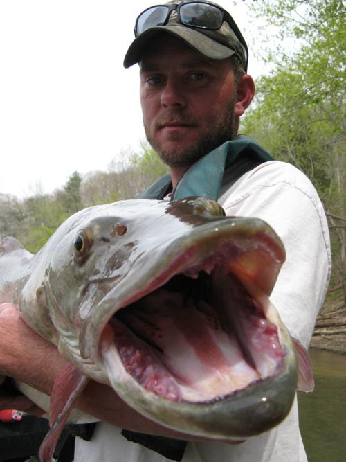 Spring Is Can T Miss Fishing For Muskellunge In Commonwealth
