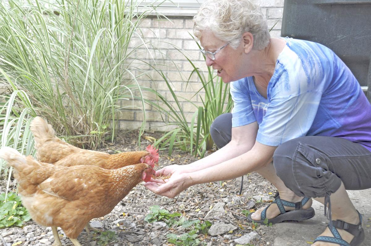 Mother Hen Backyard Chickens An Obtainable Dream News