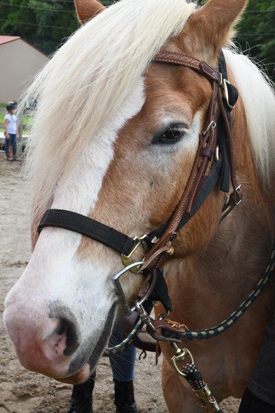 PHOTOS: Just Hoofin' It