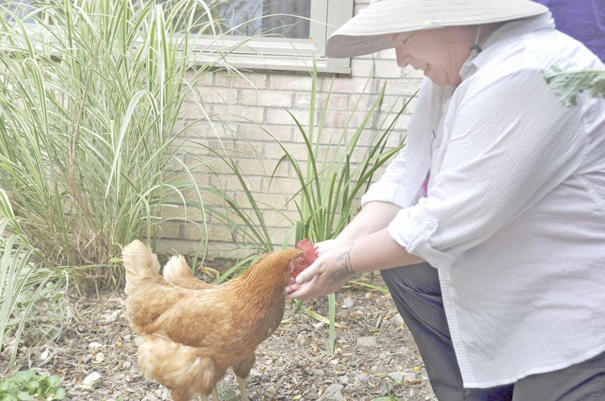 Mother Hen Backyard Chickens An Obtainable Dream News