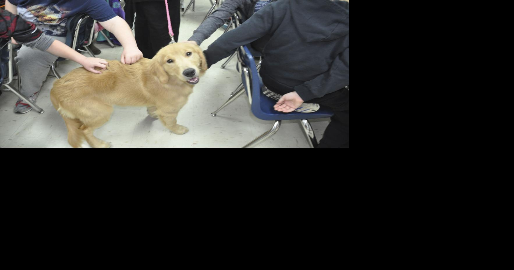 Dog for adoption - Dug, a Golden Retriever Mix in Louisville, KY