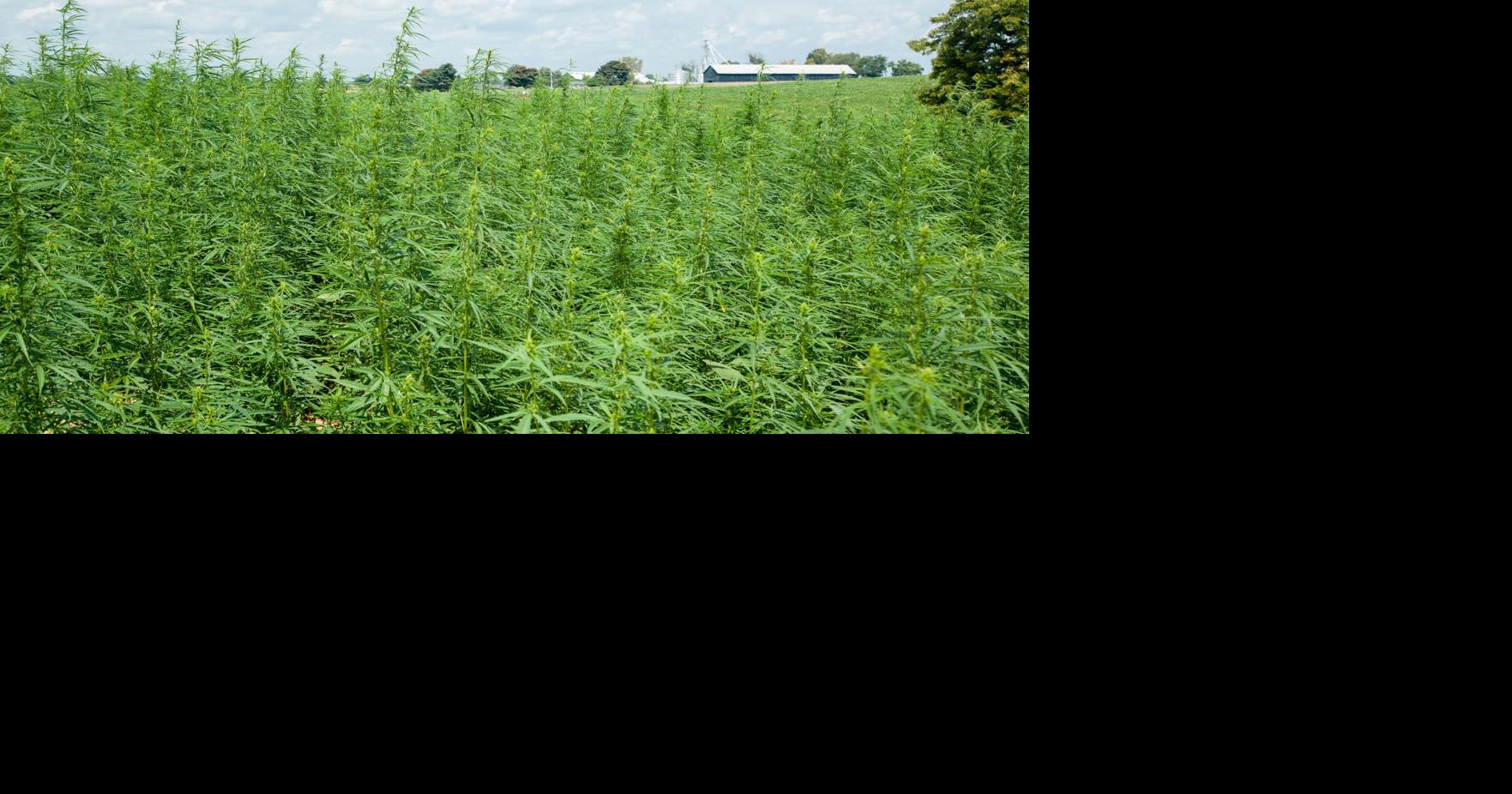 Hemp Industry Faces Threat of Recriminalization as Senate Moves to Ban Products
