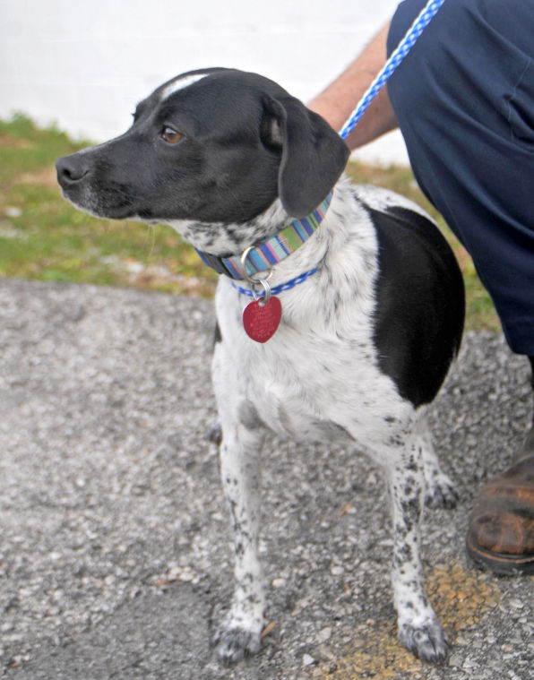 Pets of the Week from Madison County Animal Shelter | Local News | richmondregister.com