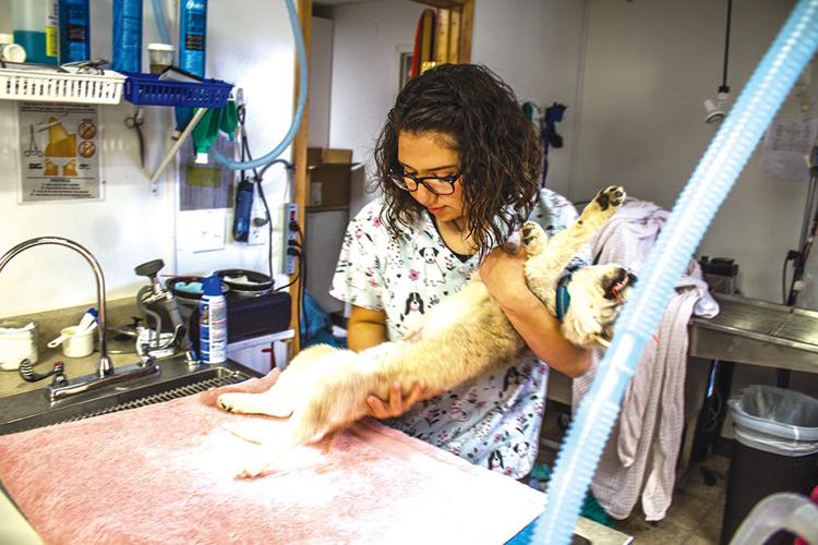 Animal Shelter Hires Deputy Director News