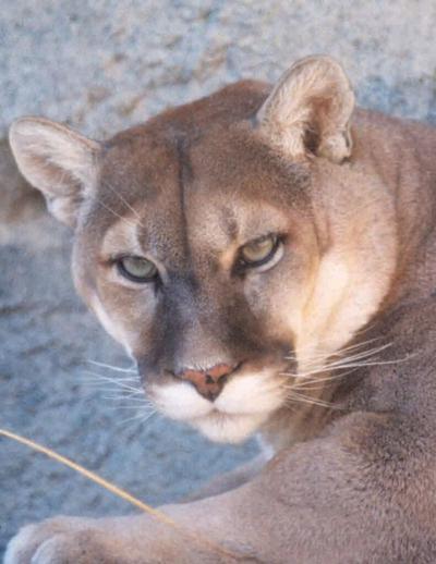 New Mexico Cougar