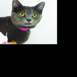 Pets of the Week 3/19/26