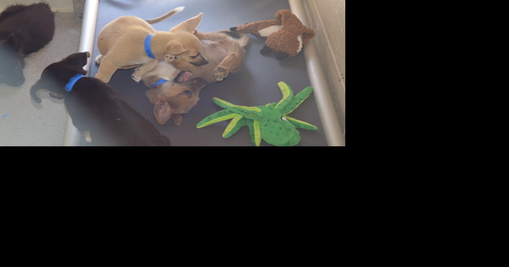 Española Humane Wins Santa Fe Reporter Award News