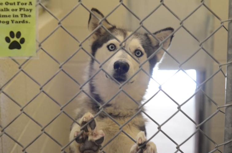 Alcalde Elementary School Students Visit Española Shelter News