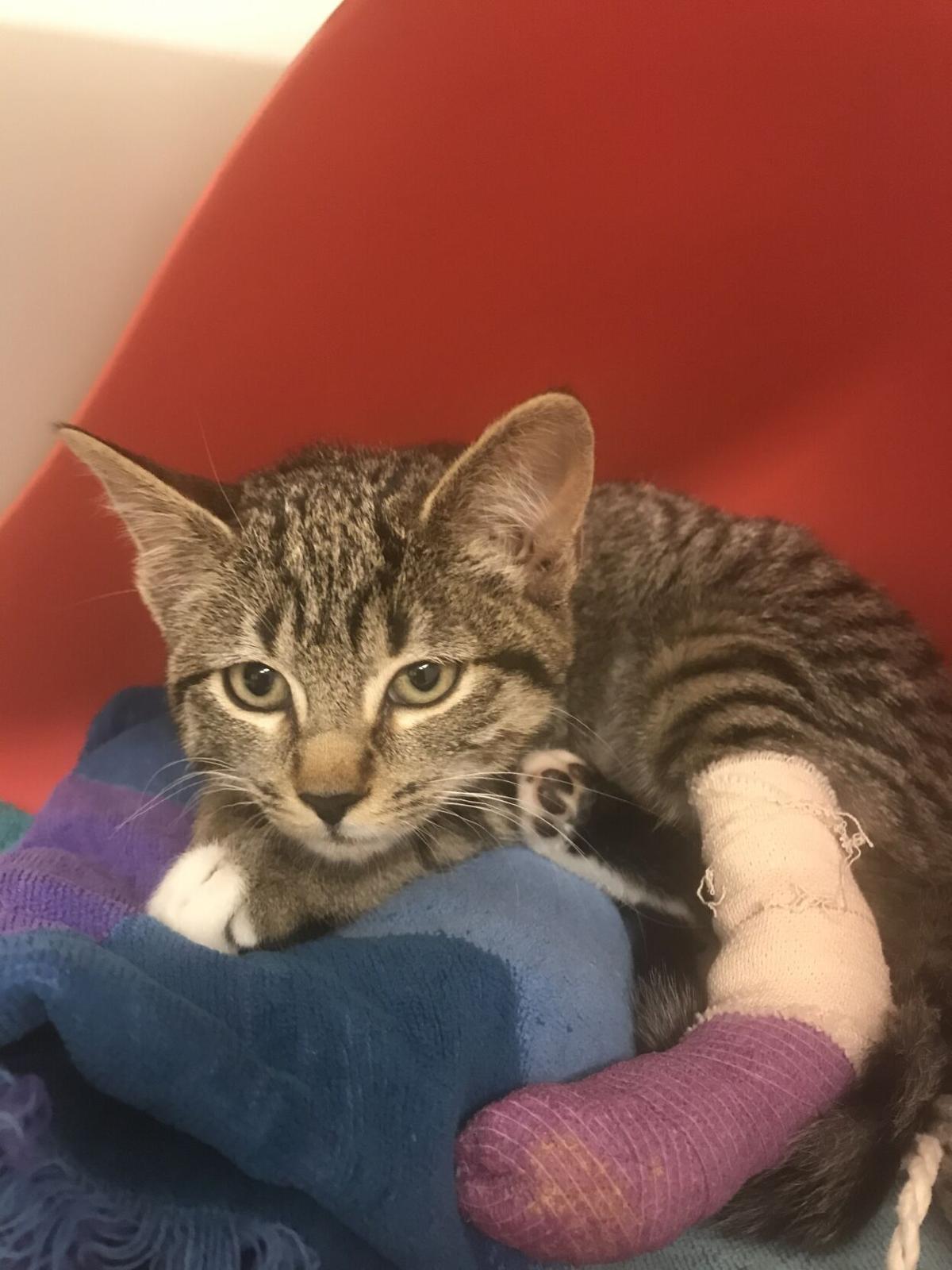 Española's Animal Shelter Battling Capacity | Local News ...