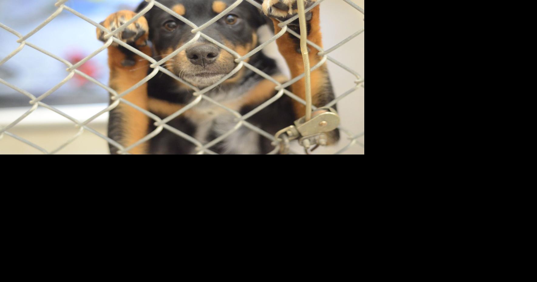 Alcalde Elementary School Students Visit Española Shelter News