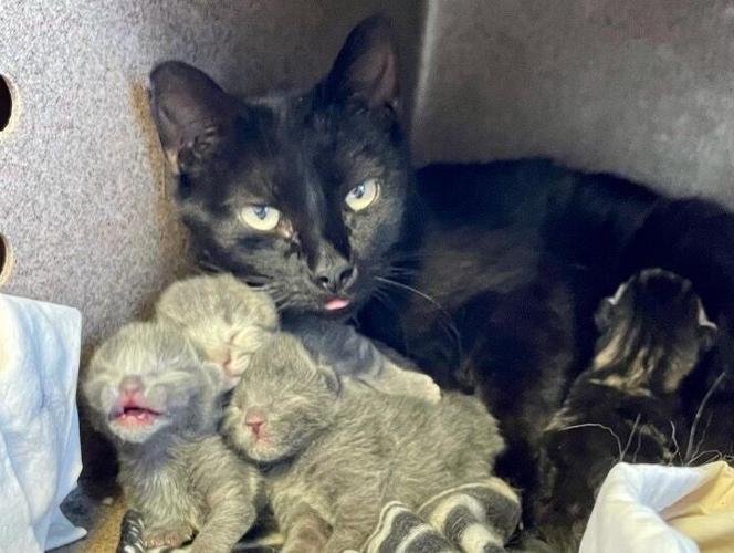 Española Humane Shelter to the Rescue, Helping Sister Shelter News