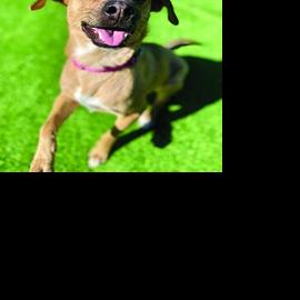 Pets of the Week 2/19/26