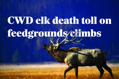 CWD elk death toll on feedgrounds climbs | State News | rivertonranger.com