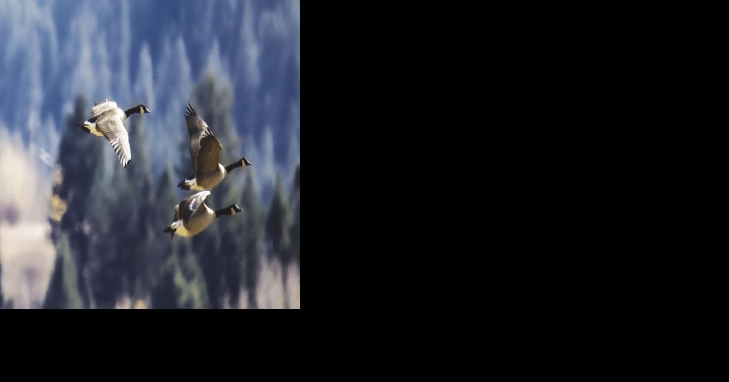 Tips for safe hunting in waterfowl season News