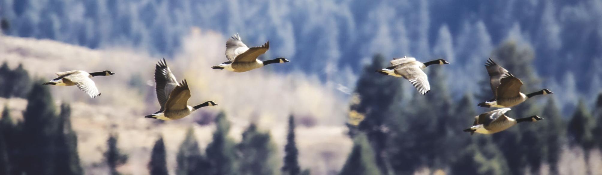 Tips for safe hunting in waterfowl season News