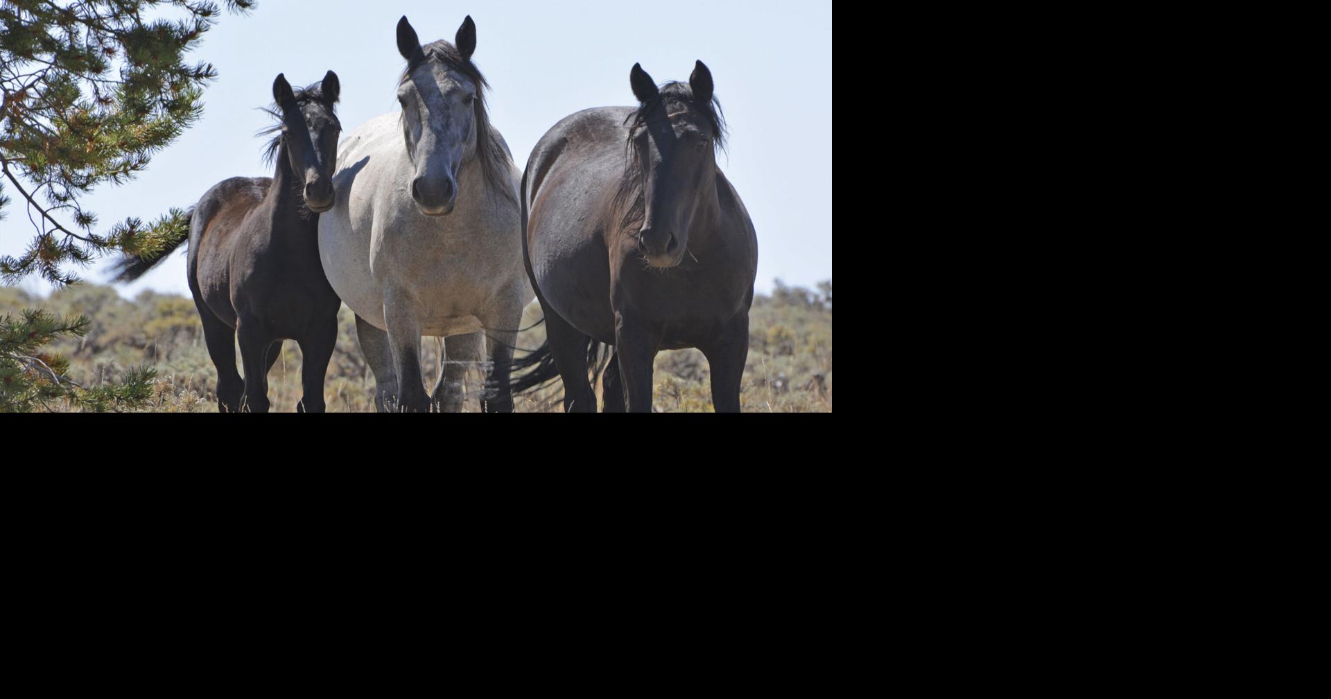 BLM: Leave fences, gates alone | News | rivertonranger.com