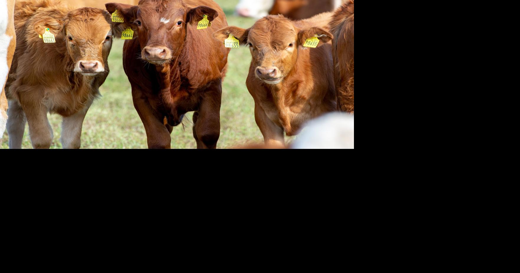 Riverton livestock report News