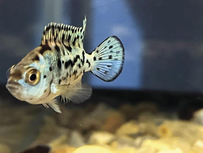 Critters, Scales and Tails Rivertons Wildest New Business News