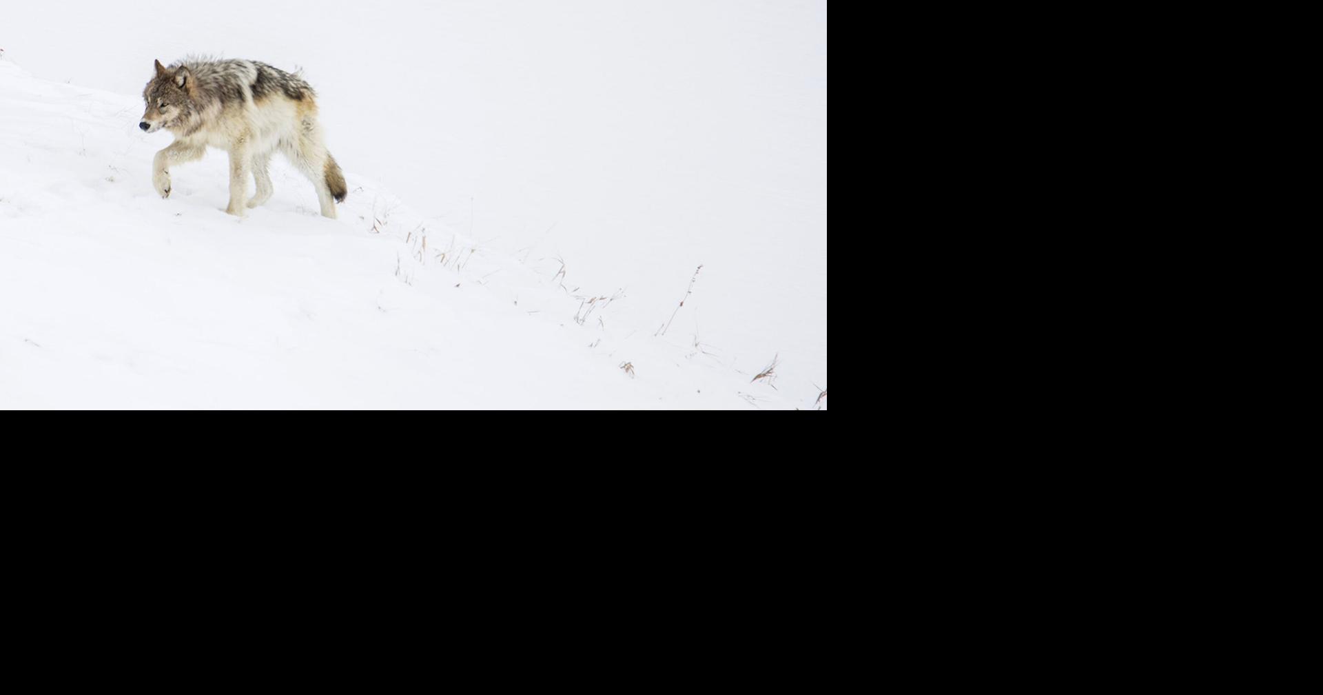Read MoreDisease outbreak cuts Wyoming wolf numbers