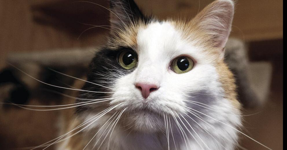 Lander Pet Connection Helping people save pets News