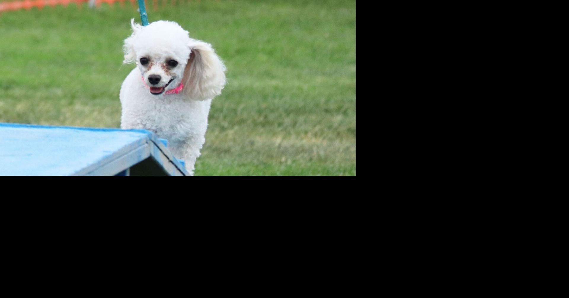 Best in Show Aug 1, 2026 55 mins ago