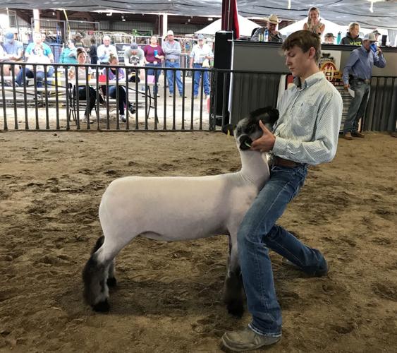 Junior Livestock Sale Results News