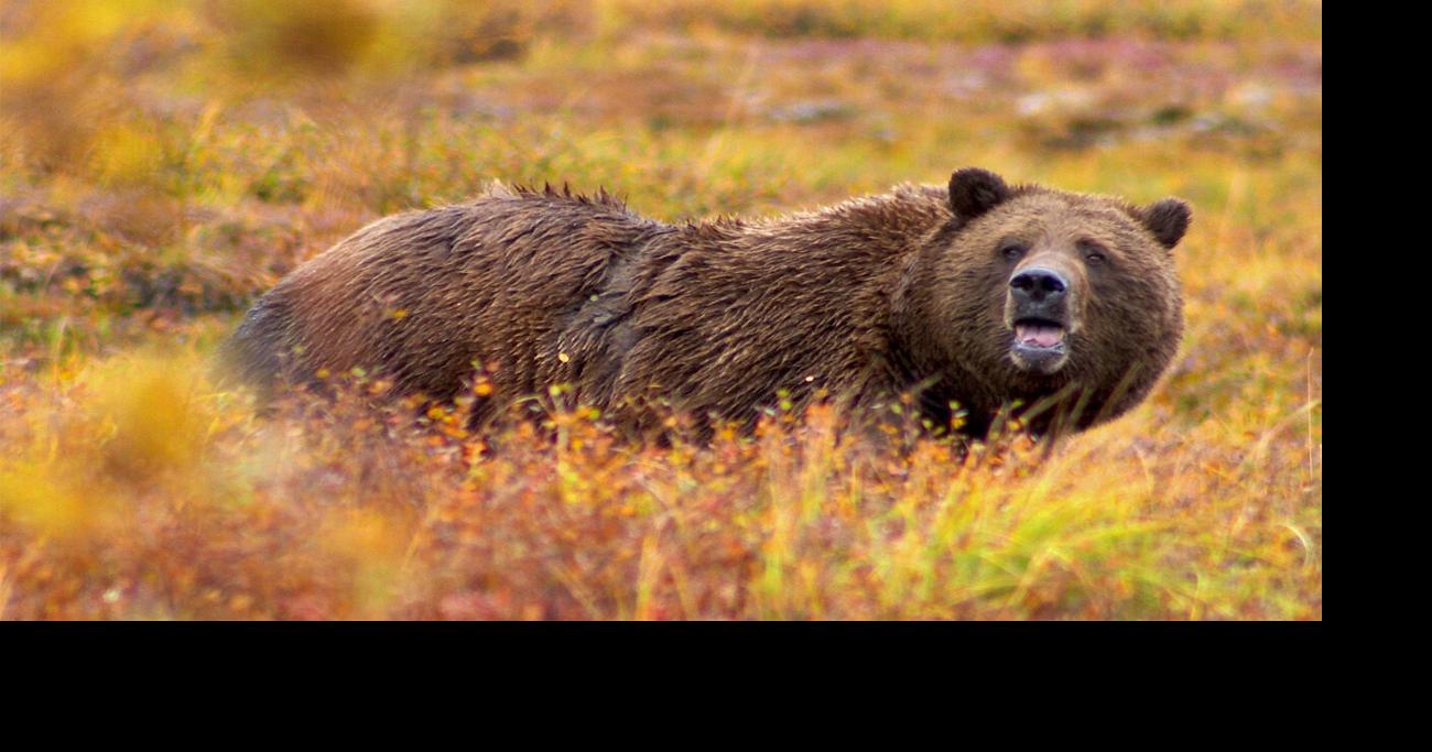 Read MoreFeds toss grizzlies to states
