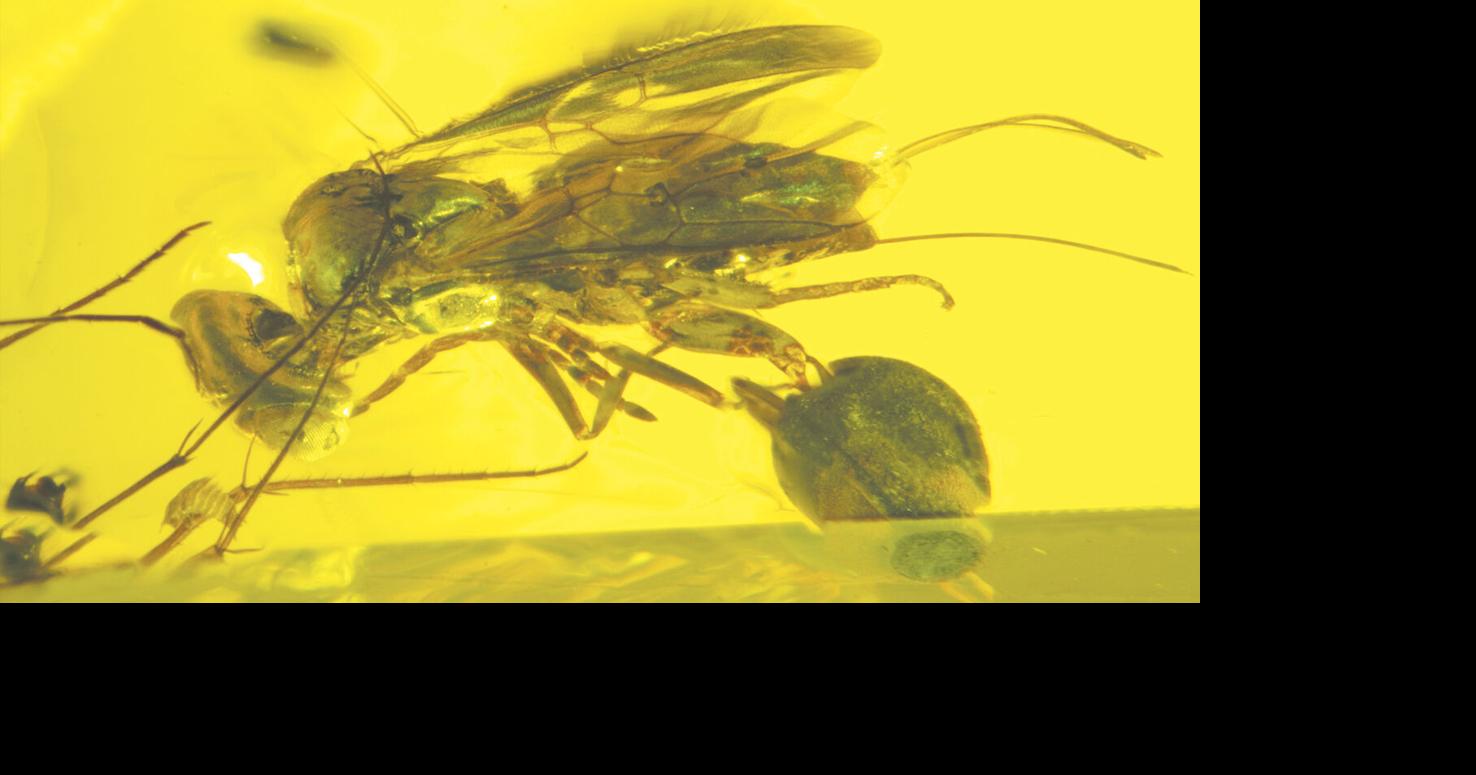 Mega cool: Megalyridae family wasp named after UW professor | State ...