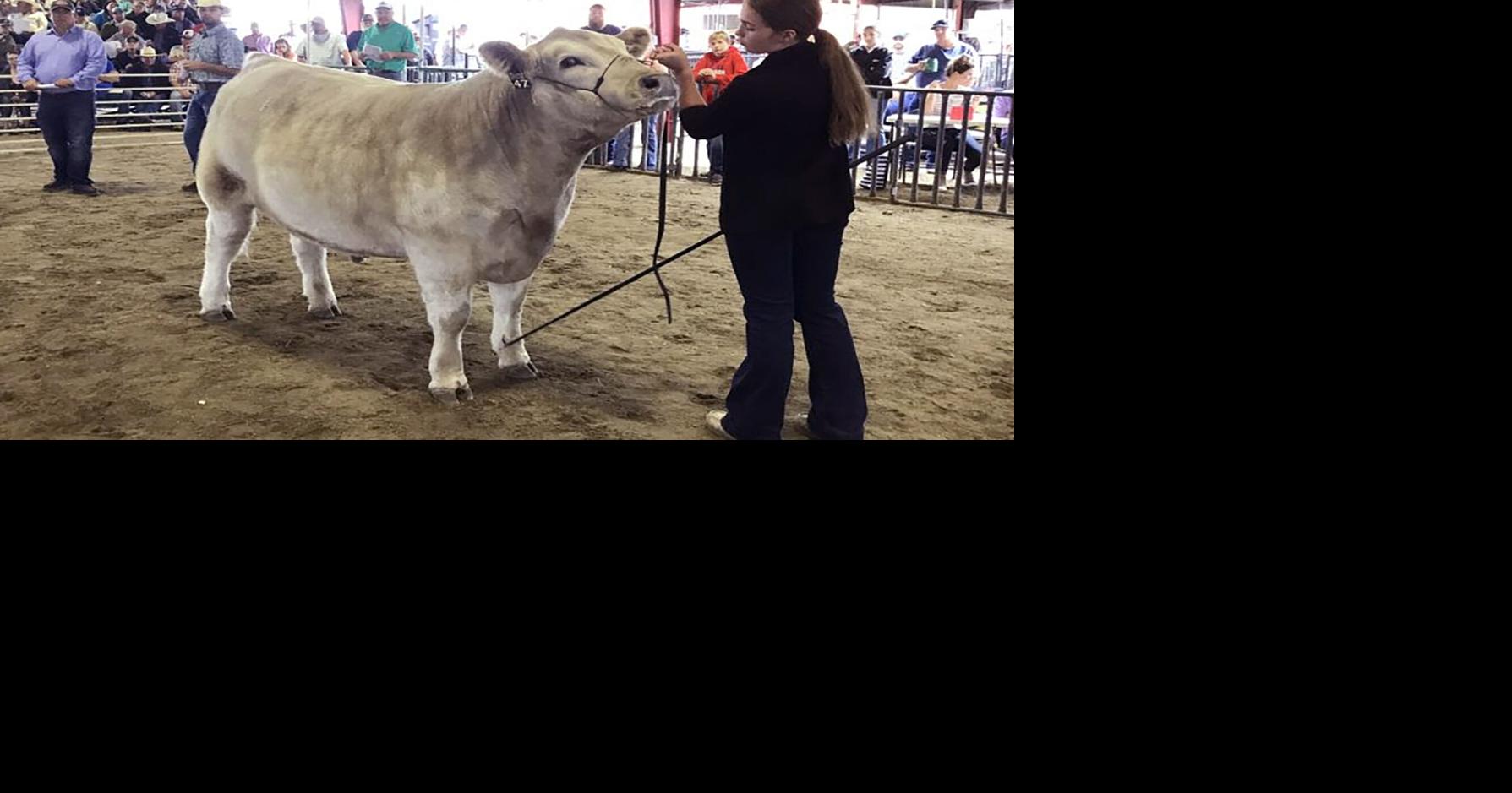 Junior Livestock Sale Results News