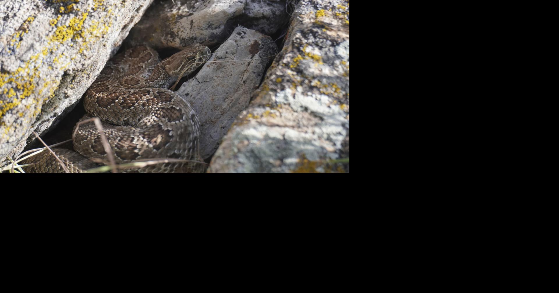 The buzz about Sinks Canyon By Mike Koshmrl, WyoFile.com Sep 9, 2026 32 mins ago