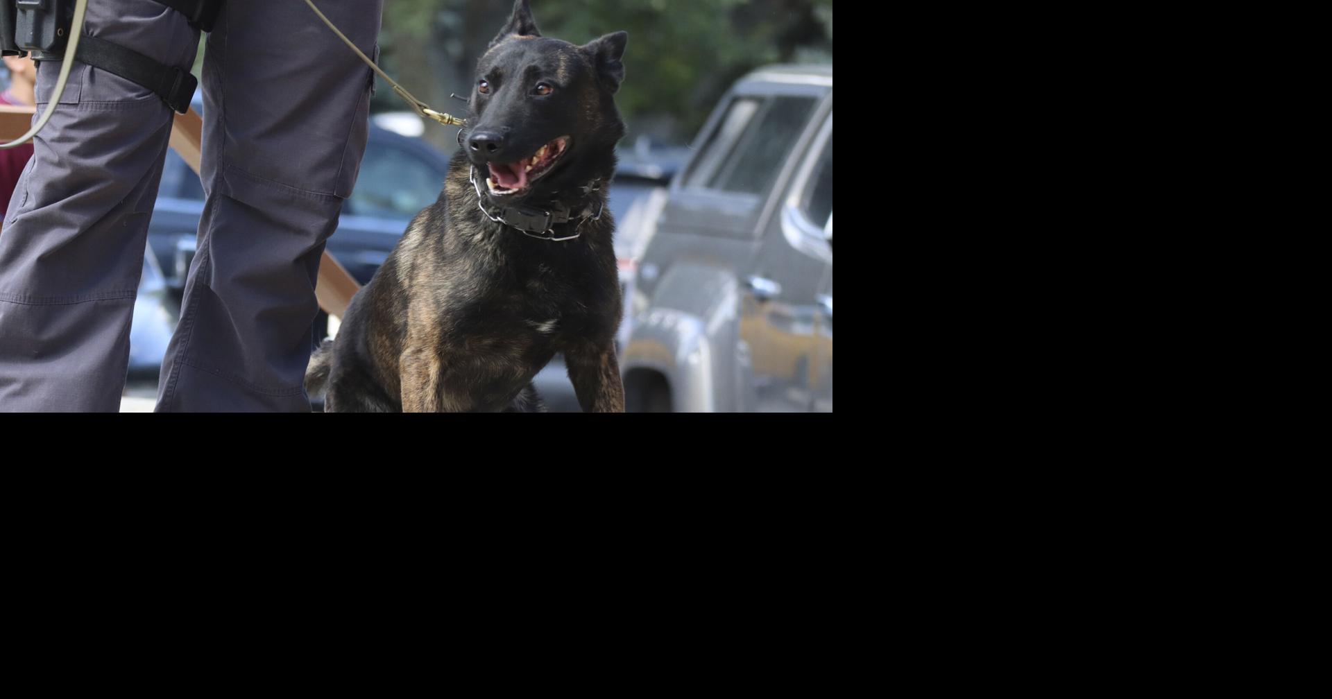 Six months in, K-9s log 24 deployments