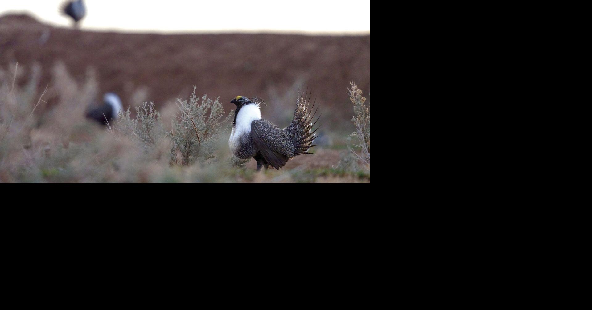 Grouse plan goes to court