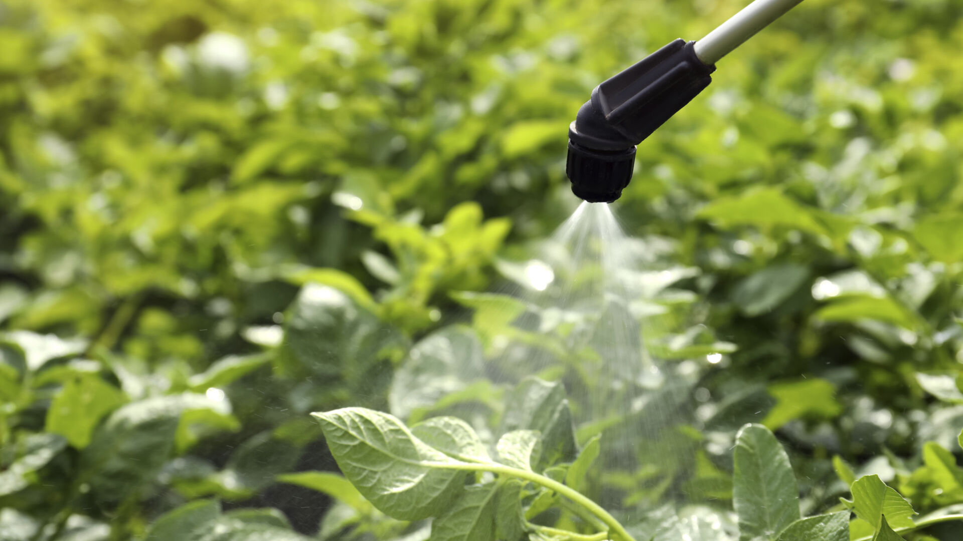 Pesticide Recertification, New Applicator Program Offered | State News ...