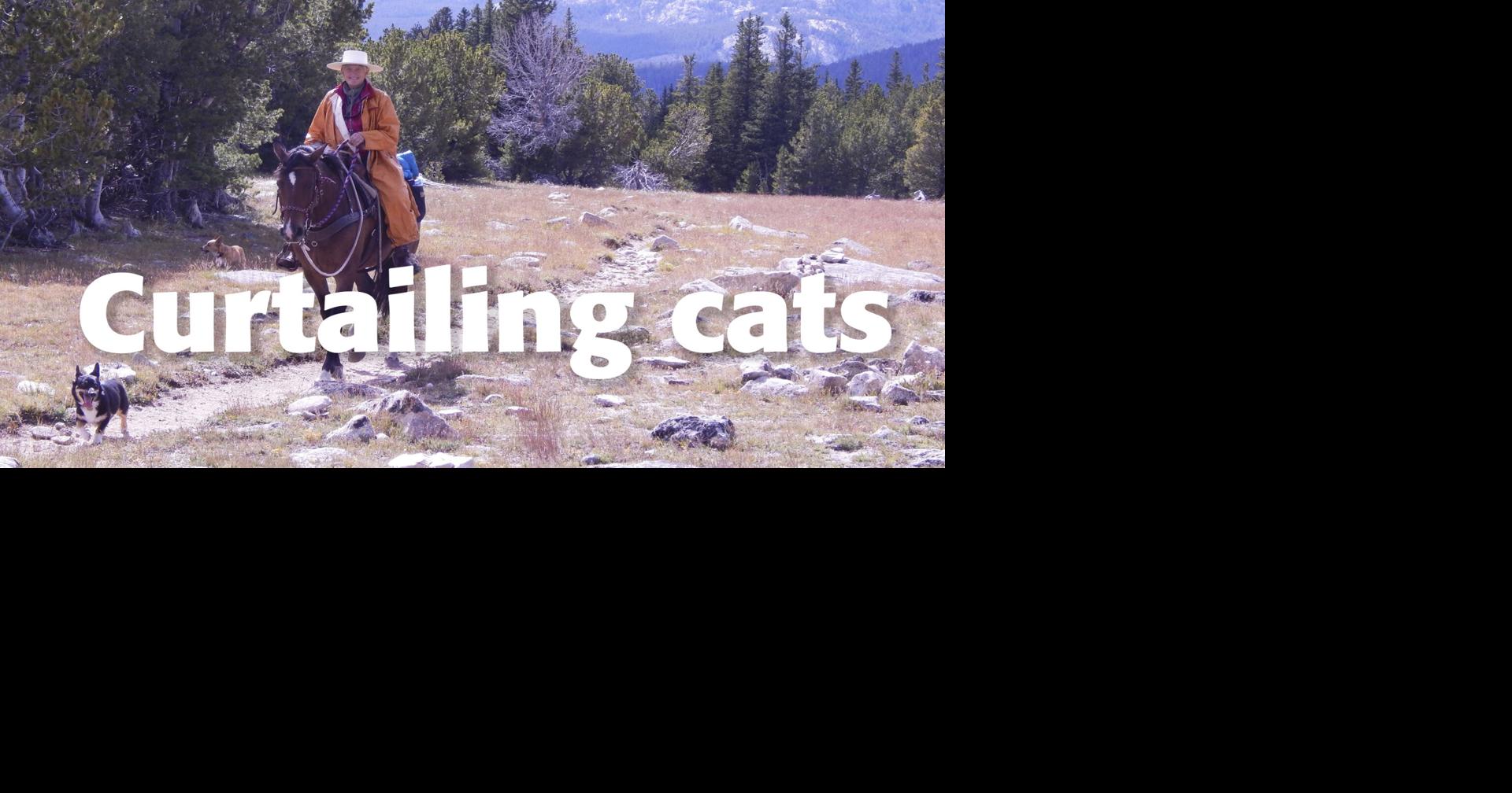 Curtailing cats | News | rivertonranger.com