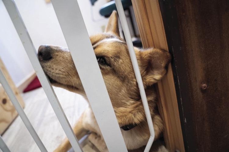 Lander Pet Connection Helping people save pets News