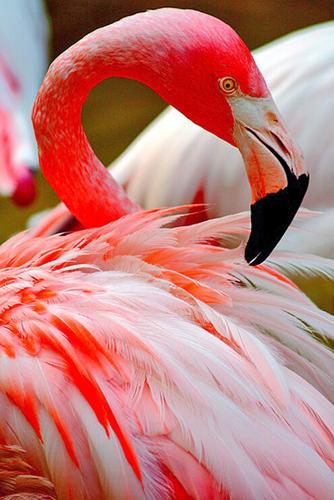 40 Fascinating Pictures of Pink Flamingo Birds That You'll Enjoy