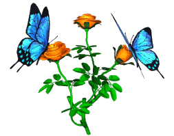 butterflies on roses