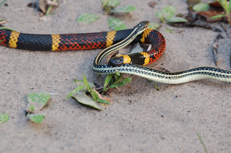 Snakes: Understand them, avoid them - AgriLife Today